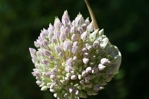 Elephant Garlic (Allium ampeloprasum ampeloprasum) INTRODUCED. Growing on a hillside between a dense mixed forest and a residential area. Plants are rather large, around 6 feet tall.
https://www.jungledragon.com/image/71385/elephant_garlic_allium_ampeloprasum_ampeloprasum.html Allium ampeloprasum ampeloprasum,Elephant Garlic,Geotagged,Spring,United States