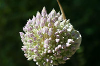Elephant Garlic (Allium ampeloprasum ampeloprasum) INTRODUCED. Growing on a hillside between a dense mixed forest and a residential area. Plants are rather large, around 6 feet tall.<br />
https://www.jungledragon.com/image/71385/elephant_garlic_allium_ampeloprasum_ampeloprasum.html Allium ampeloprasum ampeloprasum,Elephant Garlic,Geotagged,Spring,United States