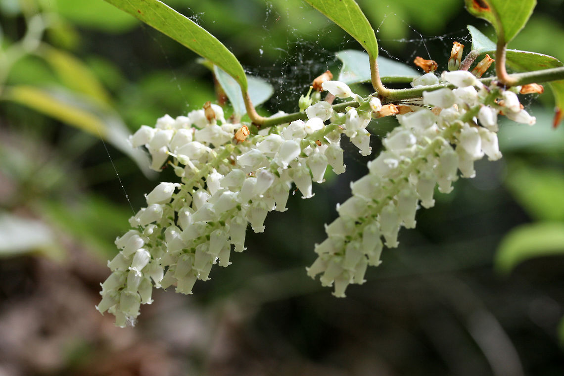 Mountain Doghobble (Leucothoe fontanesiana) Growing on the side of a trail in a dense forest by a lakeside in Cobb County, Georgia, US at at Chattahochee Recreational Area- Gold Branch. Geotagged,Highland doghobble,Leucothoe fontanesiana,Spring,United States