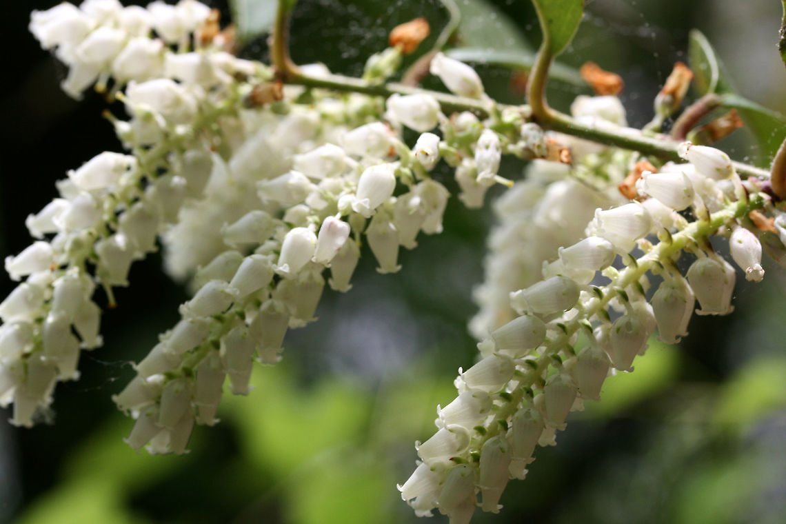 Mountain Doghobble (Leucothoe fontanesiana) Growing on the side of a trail in a dense forest by a lakeside in Cobb County, Georgia, US at at Chattahochee Recreational Area- Gold Branch. Geotagged,Highland doghobble,Leucothoe fontanesiana,Spring,United States