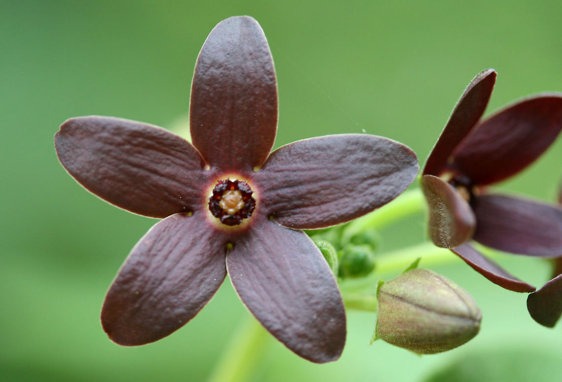 Maroon Carolina Milkvine (Matelea carolinensis) NATIVE. Growing by a seasonal stream at the edge of a dense mixed hardwood/coniferous forest in NW Georgia (Gordon County), US. May 25, 2018. Geotagged,Maroon Carolina Milkvine,Matelea carolinensis,Spring,United States