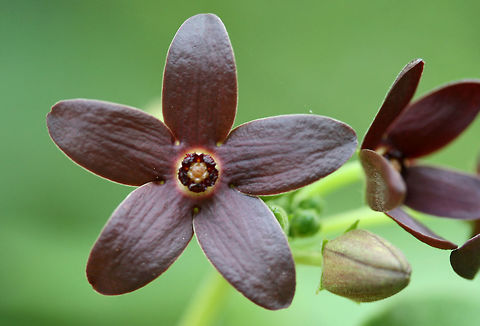 Maroon Carolina Milkvine (Matelea carolinensis) NATIVE. Growing by a seasonal stream at the edge of a dense mixed hardwood/coniferous forest in NW Georgia (Gordon County), US. May 25, 2018. Geotagged,Maroon Carolina Milkvine,Matelea carolinensis,Spring,United States