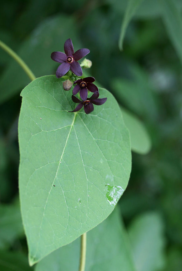 Maroon Carolina Milkvine (Matelea carolinensis) NATIVE. Growing by a seasonal stream at the edge of a dense mixed hardwood/coniferous forest in NW Georgia (Gordon County), US. May 25, 2018. Geotagged,Maroon Carolina Milkvine,Matelea carolinensis,Spring,United States