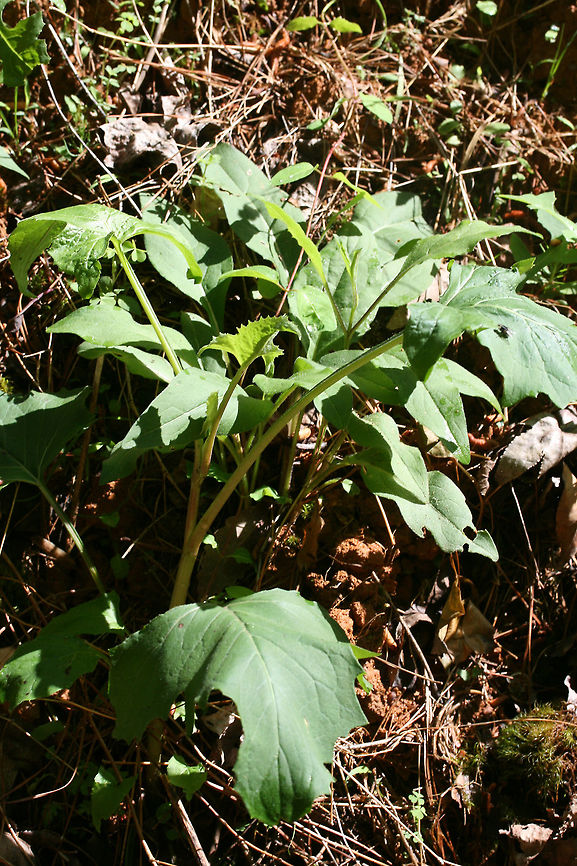 White Rattlesnake Root (Nabalus albus) Growing at a forest edge. Geotagged,Nabalus albus,Spring,United States,White rattlesnake root
