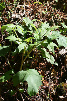 White Rattlesnake Root (Nabalus albus) Growing at a forest edge. Geotagged,Nabalus albus,Spring,United States,White rattlesnake root