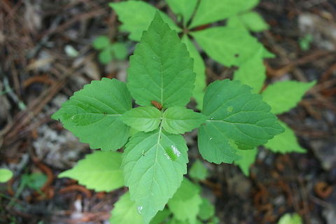 American Lopseed (Phryma leptostachya) Growing in a dense mixed forest.
https://www.jungledragon.com/image/71403/american_lopseed_phryma_leptostachya.html
https://www.jungledragon.com/image/71402/american_lopseed_phryma_leptostachya.html Geotagged,Phryma,Spring,United States,leptostachya