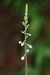American Lopseed (Phryma leptostachya) Growing in a dense mixed forest.<br />
https://www.jungledragon.com/image/71403/american_lopseed_phryma_leptostachya.html<br />
https://www.jungledragon.com/image/71399/american_lopseed_phryma_leptostachya.html American Lopseed,Geotagged,Summer,United States,leptostachya