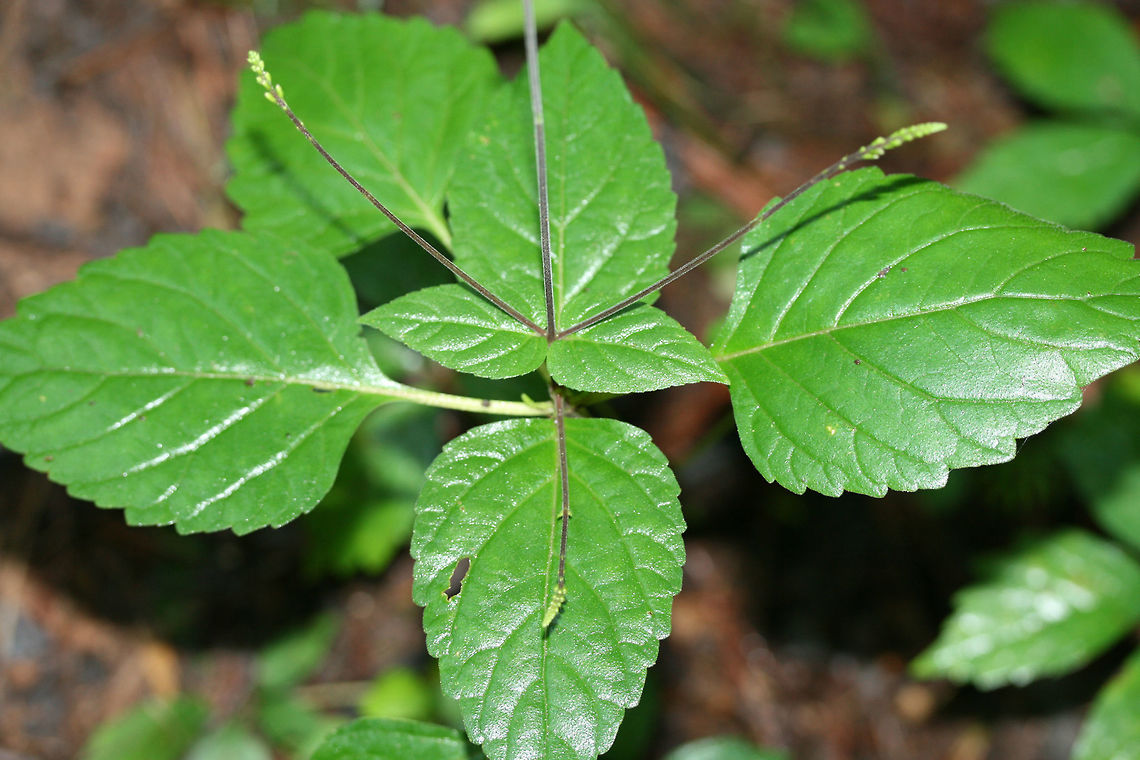 American Lopseed (Phryma leptostachya) Growing in a dense mixed forest.<br />
<figure class="photo"><a href="https://www.jungledragon.com/image/71402/american_lopseed_phryma_leptostachya.html" title="American Lopseed (Phryma leptostachya)"><img src="https://s3.amazonaws.com/media.jungledragon.com/images/3231/71402_thumb.jpg?AWSAccessKeyId=05GMT0V3GWVNE7GGM1R2&Expires=1769040010&Signature=T%2BbEDgZliLUlUxuQF2K4amy3j%2BY%3D" width="102" height="152" alt="American Lopseed (Phryma leptostachya) Growing in a dense mixed forest.<br />
https://www.jungledragon.com/image/71403/american_lopseed_phryma_leptostachya.html<br />
https://www.jungledragon.com/image/71399/american_lopseed_phryma_leptostachya.html American Lopseed,Geotagged,Summer,United States,leptostachya" /></a></figure><br />
<figure class="photo"><a href="https://www.jungledragon.com/image/71399/american_lopseed_phryma_leptostachya.html" title="American Lopseed (Phryma leptostachya)"><img src="https://s3.amazonaws.com/media.jungledragon.com/images/3231/71399_thumb.JPG?AWSAccessKeyId=05GMT0V3GWVNE7GGM1R2&Expires=1769040010&Signature=HBMgltLnWymsghoHZIomfW0ltFU%3D" width="200" height="134" alt="American Lopseed (Phryma leptostachya) Growing in a dense mixed forest.<br />
https://www.jungledragon.com/image/71403/american_lopseed_phryma_leptostachya.html<br />
https://www.jungledragon.com/image/71402/american_lopseed_phryma_leptostachya.html Geotagged,Phryma,Spring,United States,leptostachya" /></a></figure> American Lopseed,Geotagged,Summer,United States,leptostachya