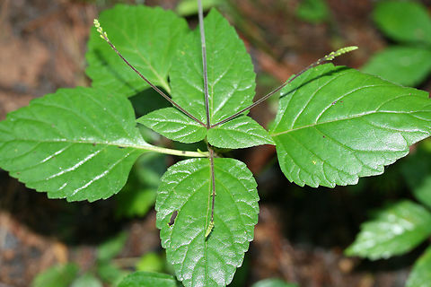 American Lopseed (Phryma leptostachya) Growing in a dense mixed forest.
https://www.jungledragon.com/image/71402/american_lopseed_phryma_leptostachya.html
https://www.jungledragon.com/image/71399/american_lopseed_phryma_leptostachya.html American Lopseed,Geotagged,Summer,United States,leptostachya