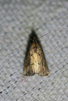 Black-spotted Schrankia (Schrankia macula) Attracted to UV light setup near a backyard habitat in NW Georgia (Gordon County) US.
 Black-spotted Schrankia,Geotagged,Schrankia macula,Summer,United States