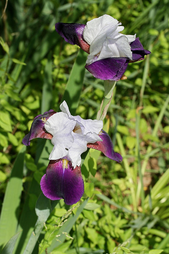 German Irises (Iris germanica) CULTIVATED.<br />
Growing in a backyard habitat. Geotagged,German Iris,Iris germanica,Spring,United States