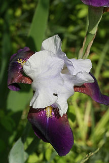 German Irises (Iris germanica) CULTIVATED.
Growing in a backyard habitat.

Photobomber bug too! Some sort of beetle? Geotagged,German Iris,Iris germanica,Spring,United States