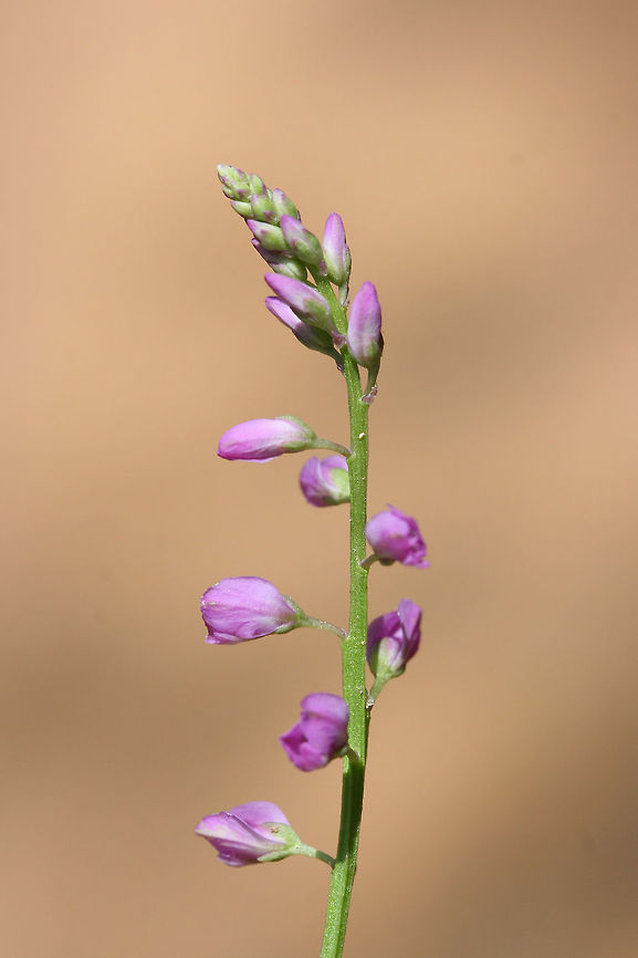 Racemed Milkwort (Polygala polygama) Growing on a sunlit hillside at the edge of a dense mixed forest.<br />
<figure class="photo"><a href="https://www.jungledragon.com/image/71463/racemed_milkwort_polygala_polygama.html" title="Racemed Milkwort (Polygala polygama)"><img src="https://s3.amazonaws.com/media.jungledragon.com/images/3231/71463_thumb.jpg?AWSAccessKeyId=05GMT0V3GWVNE7GGM1R2&Expires=1759968010&Signature=04zg5rsL6d08ooeaVeKIe8dhUhA%3D" width="102" height="152" alt="Racemed Milkwort (Polygala polygama) Growing on a sunlit hillside at the edge of a dense mixed forest.<br />
https://www.jungledragon.com/image/71462/racemed_milkwort_polygala_polygama.html Geotagged,Polygala polygama,Racemed Milkwort,Spring,United States" /></a></figure> Geotagged,Polygala polygama,Racemed Milkwort,Spring,United States