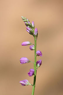 Racemed Milkwort (Polygala polygama) Growing on a sunlit hillside at the edge of a dense mixed forest.
https://www.jungledragon.com/image/71463/racemed_milkwort_polygala_polygama.html Geotagged,Polygala polygama,Racemed Milkwort,Spring,United States