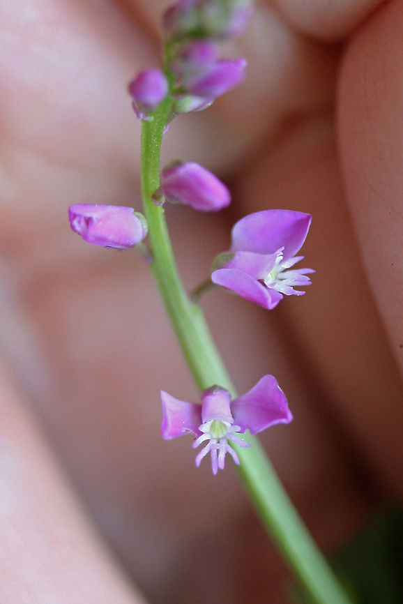 Racemed Milkwort (Polygala polygama) Growing on a sunlit hillside at the edge of a dense mixed forest.<br />
<figure class="photo"><a href="https://www.jungledragon.com/image/71462/racemed_milkwort_polygala_polygama.html" title="Racemed Milkwort (Polygala polygama)"><img src="https://s3.amazonaws.com/media.jungledragon.com/images/3231/71462_thumb.jpg?AWSAccessKeyId=05GMT0V3GWVNE7GGM1R2&Expires=1767225610&Signature=RnBfN5nuz%2Bw6BDfWDlHnf75U3cE%3D" width="102" height="152" alt="Racemed Milkwort (Polygala polygama) Growing on a sunlit hillside at the edge of a dense mixed forest.<br />
https://www.jungledragon.com/image/71463/racemed_milkwort_polygala_polygama.html Geotagged,Polygala polygama,Racemed Milkwort,Spring,United States" /></a></figure> Geotagged,Polygala polygama,Racemed Milkwort,Spring,United States