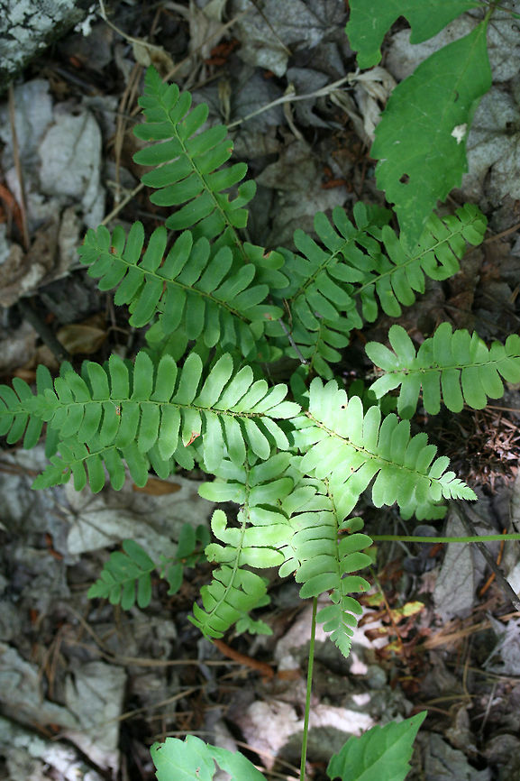 Christmas Fern (Polystichum acrostichoides) Growing in a dense mixed forest. Christmas fern,Geotagged,Polystichum acrostichoides,Spring,United States