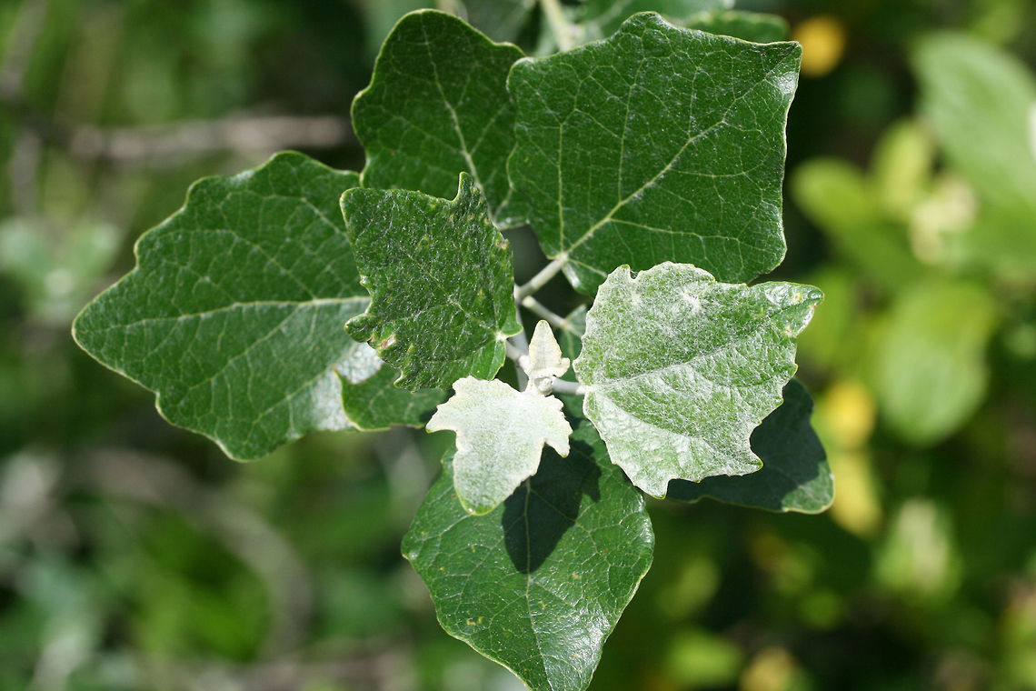 White Poplar (Populus alba) INTRODUCED. Small tree/sapling growing in a residential area/back yard habitat. Geotagged,Spring,United States,White poplar,alba