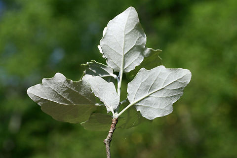 White Poplar (Populus alba) INTRODUCED. Small tree/sapling growing in a residential area/back yard habitat.
https://www.jungledragon.com/image/71470/white_poplar_populus_alba.html
https://www.jungledragon.com/image/71468/white_poplar_populus_alba.html
 Geotagged,Spring,United States,White poplar,alba