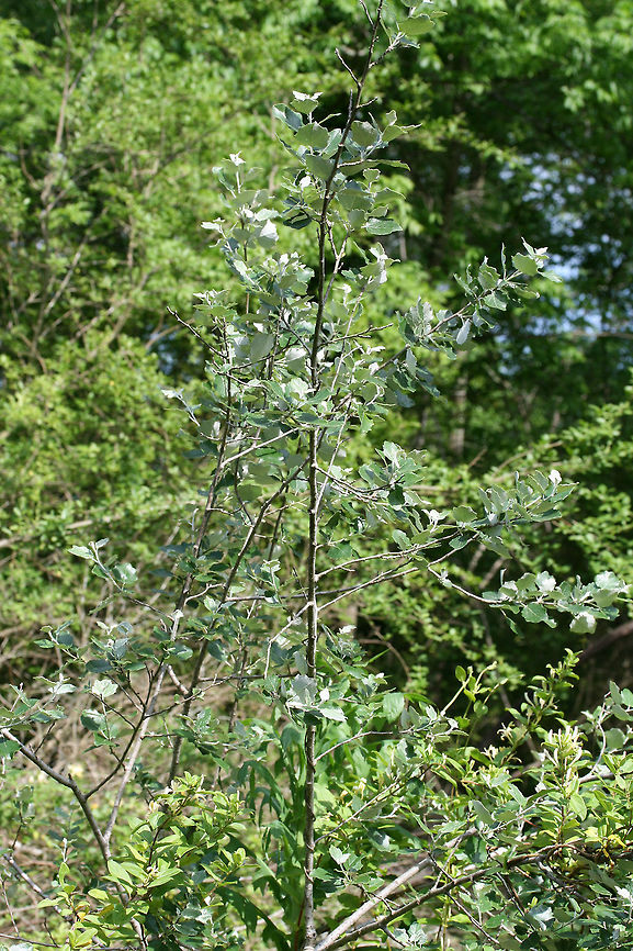 White Poplar (Populus alba) INTRODUCED. Small tree/sapling growing in a residential area/back yard habitat.<br />
<figure class="photo"><a href="https://www.jungledragon.com/image/71468/white_poplar_populus_alba.html" title="White Poplar (Populus alba)"><img src="https://s3.amazonaws.com/media.jungledragon.com/images/3231/71468_thumb.JPG?AWSAccessKeyId=05GMT0V3GWVNE7GGM1R2&Expires=1759968010&Signature=%2F8AM2MhL9NI8FQWi1UlPqmL3YMk%3D" width="200" height="134" alt="White Poplar (Populus alba) INTRODUCED. Small tree/sapling growing in a residential area/back yard habitat. Geotagged,Spring,United States,White poplar,alba" /></a></figure><br />
<figure class="photo"><a href="https://www.jungledragon.com/image/71469/white_poplar_populus_alba.html" title="White Poplar (Populus alba)"><img src="https://s3.amazonaws.com/media.jungledragon.com/images/3231/71469_thumb.JPG?AWSAccessKeyId=05GMT0V3GWVNE7GGM1R2&Expires=1759968010&Signature=%2FzzhXb%2BHFLbnihBVJpT4Kf6bkXA%3D" width="200" height="134" alt="White Poplar (Populus alba) INTRODUCED. Small tree/sapling growing in a residential area/back yard habitat.<br />
https://www.jungledragon.com/image/71470/white_poplar_populus_alba.html<br />
https://www.jungledragon.com/image/71468/white_poplar_populus_alba.html<br />
 Geotagged,Spring,United States,White poplar,alba" /></a></figure><br />
 Geotagged,Spring,United States,White poplar,alba