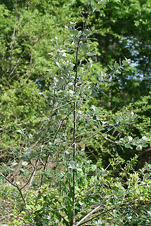 White Poplar (Populus alba) INTRODUCED. Small tree/sapling growing in a residential area/back yard habitat.
https://www.jungledragon.com/image/71468/white_poplar_populus_alba.html
https://www.jungledragon.com/image/71469/white_poplar_populus_alba.html
 Geotagged,Spring,United States,White poplar,alba