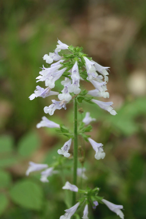 Lyreleaf Sage (Salvia lyrata) Growing on a woodland trail.<br />
<figure class="photo"><a href="https://www.jungledragon.com/image/71472/lyreleaf_sage_salvia_lyrata.html" title="Lyreleaf Sage (Salvia lyrata)"><img src="https://s3.amazonaws.com/media.jungledragon.com/images/3231/71472_thumb.jpg?AWSAccessKeyId=05GMT0V3GWVNE7GGM1R2&Expires=1770854410&Signature=mF4jMa%2FOi89YDSd0B5M4qMBKJ4Q%3D" width="102" height="152" alt="Lyreleaf Sage (Salvia lyrata) Growing on a woodland trail.<br />
https://www.jungledragon.com/image/71471/lyreleaf_sage_salvia_lyrata.html Geotagged,Salvia lyrata,Spring,United States" /></a></figure> Geotagged,Salvia lyrata,Spring,United States
