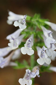 Lyreleaf Sage (Salvia lyrata) Growing on a woodland trail.
https://www.jungledragon.com/image/71471/lyreleaf_sage_salvia_lyrata.html Geotagged,Salvia lyrata,Spring,United States
