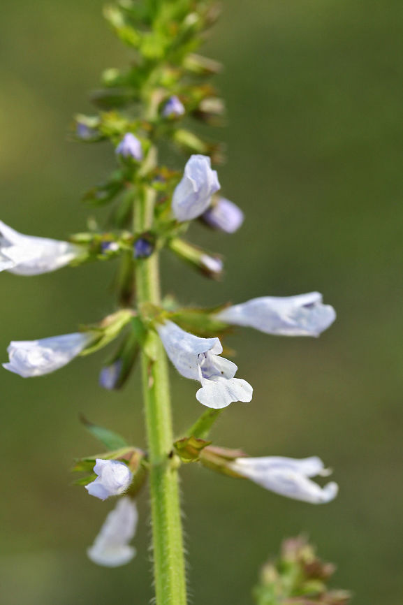 Lyreleaf Sage (Salvia lyrata) Growing at the edge of a coniferous forest.<br />
<figure class="photo"><a href="https://www.jungledragon.com/image/71474/lyreleaf_sage_salvia_lyrata.html" title="Lyreleaf Sage (Salvia lyrata)"><img src="https://s3.amazonaws.com/media.jungledragon.com/images/3231/71474_thumb.JPG?AWSAccessKeyId=05GMT0V3GWVNE7GGM1R2&Expires=1759968010&Signature=lFk6OorkZrkMU7W%2BVAXpJ9Kalvw%3D" width="200" height="134" alt="Lyreleaf Sage (Salvia lyrata) Growing at the edge of a coniferous forest.<br />
https://www.jungledragon.com/image/71473/lyreleaf_sage_salvia_lyrata.html Geotagged,Salvia lyrata,Spring,United States" /></a></figure> Geotagged,Salvia lyrata,Spring,United States