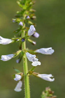 Lyreleaf Sage (Salvia lyrata) Growing at the edge of a coniferous forest.
https://www.jungledragon.com/image/71474/lyreleaf_sage_salvia_lyrata.html Geotagged,Salvia lyrata,Spring,United States