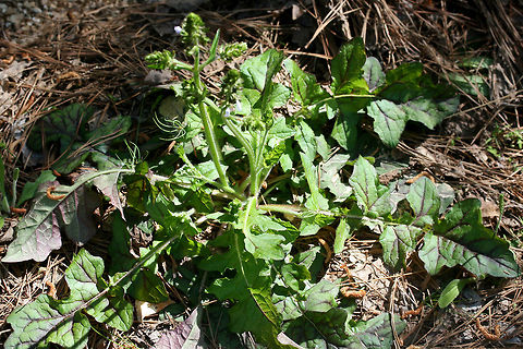 Lyreleaf Sage (Salvia lyrata) Growing at the edge of a coniferous forest.
https://www.jungledragon.com/image/71473/lyreleaf_sage_salvia_lyrata.html Geotagged,Salvia lyrata,Spring,United States