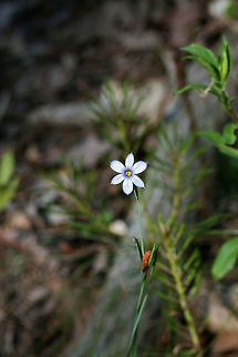 Eastern Blue-Eyed Grass (Sisyrinchium atlanticum) ID not 100 percent, but from the key I used this seems the most likely.

Growing on a sunny, rocky hilltop at a clearing/dirt road in a dense mixed hardwood/coniferous forest in NW Georgia (Gordon County), US. May 2, 2018 Eastern Blue-Eyed Grass,Geotagged,Sisyrinchium atlanticum,Spring,United States