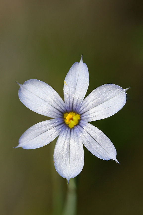 Eastern Blue-Eyed Grass (Sisyrinchium atlanticum) ID not 100 percent, but from the key I used this seems the most likely.<br />
<br />
Growing on a sunny, rocky hilltop at a clearing/dirt road in a dense mixed hardwood/coniferous forest in NW Georgia (Gordon County), US. May 2, 2018 Eastern Blue-Eyed Grass,Geotagged,Sisyrinchium atlanticum,Spring,United States