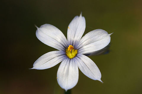 Eastern Blue-Eyed Grass (Sisyrinchium atlanticum) ID not 100 percent, but from the key I used this seems the most likely.

Growing on a sunny, rocky hilltop at a clearing/dirt road in a dense mixed hardwood/coniferous forest in NW Georgia (Gordon County), US. May 2, 2018 Eastern Blue-Eyed Grass,Geotagged,Sisyrinchium atlanticum,Spring,United States