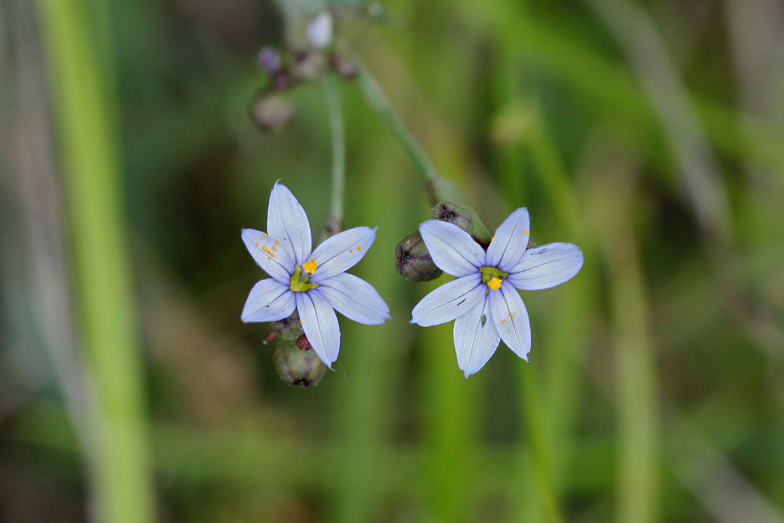 Blue-Eyed Grass (Sisyrinchium sp.) Growing at a dense mixed forest edge. Geotagged,Spring,United States