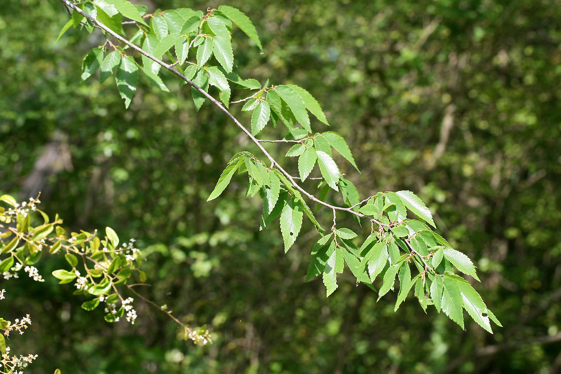 Winged Elm (Ulmus alata) Growing at a forested edge of a backyard habitat. Geotagged,Spring,Ulmus alata,United States,alata