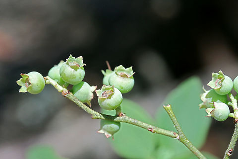 Blue Ridge Blueberry (Vaccinium pallidum) Fruit Growing at the top of ridges in a dense mixed hardwood/coniferous forest in Northwest Georgia (Gordon County), US.
Growing at the top of ridges in a dense mixed hardwood/coniferous forest in Northwest Georgia (Gordon County), US.

Highly branched, "wiry" plants growing in large groups at the top of a ridge. They have sparse leaves that are very small and ovate to obovate and alternately arranged. Flowers are white, bell-shaped, and growing in a clusters. Vaccinium pallidum is a colonial plant that sprouts from a rhizome to form clones. Its fruits are a choice food source for birds, bears, and many other animals. Geotagged,Spring,United States,Vaccinium pallidum