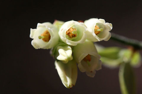 Blue Ridge Blueberry (Vaccinium pallidum) Flowers Growing at the top of ridges in a dense mixed hardwood/coniferous forest in Northwest Georgia (Gordon County), US.

Highly branched, "wiry" plants growing in large groups at the top of a ridge. They have sparse leaves that are very small and ovate to obovate and alternately arranged. Flowers are white, bell-shaped, and growing in a clusters. Vaccinium pallidum is a colonial plant that sprouts from a rhizome to form clones. Its fruits are a choice food source for birds, bears, and many other animals. Geotagged,United States,Vaccinium pallidum,Winter