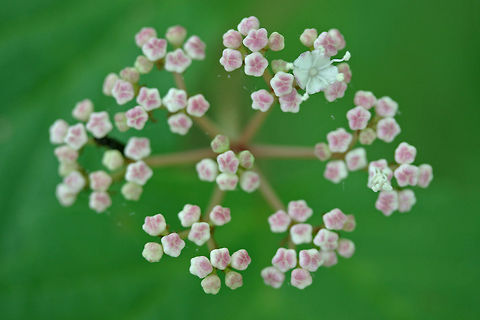 Mapleleaf Viburnum (Viburnum acerifolium) Growing on the side of a trail in a dense forest by a lakeside in Cobb County, Georgia, US.
https://www.jungledragon.com/image/71495/mapleleaf_viburnum_viburnum_acerifolium.html
 Geotagged,Maple-leaf Viburnum,Spring,United States,Viburnum acerifolium