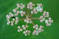 Mapleleaf Viburnum (Viburnum acerifolium) Growing on the side of a trail in a dense forest by a lakeside in Cobb County, Georgia, US.<br />
https://www.jungledragon.com/image/71495/mapleleaf_viburnum_viburnum_acerifolium.html<br />
Geotagged,Maple-leaf Viburnum,Spring,United States,Viburnum acerifolium