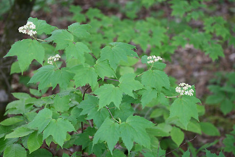 Mapleleaf Viburnum (Viburnum acerifolium) Growing on the side of a trail in a dense forest by a lakeside in Cobb County, Georgia, US.
https://www.jungledragon.com/image/71493/mapleleaf_viburnum_viburnum_acerifolium.html Geotagged,Maple-leaf Viburnum,Spring,United States,Viburnum acerifolium