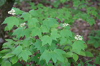 Mapleleaf Viburnum (Viburnum acerifolium) Growing on the side of a trail in a dense forest by a lakeside in Cobb County, Georgia, US.<br />
https://www.jungledragon.com/image/71493/mapleleaf_viburnum_viburnum_acerifolium.html Geotagged,Maple-leaf Viburnum,Spring,United States,Viburnum acerifolium