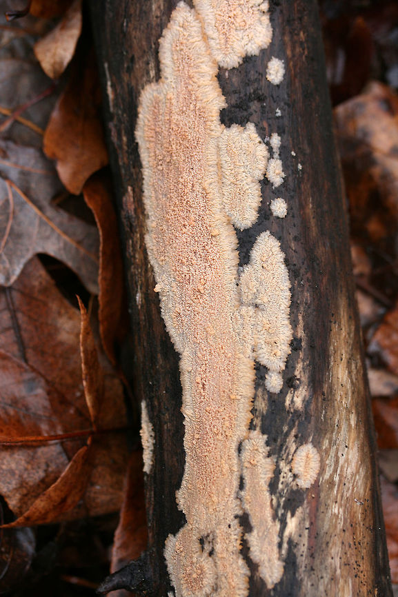 Wrinkled Crust (Phlebia radiata) Growing on a rotting log in a dense mixed forest.<br />
<figure class="photo"><a href="https://www.jungledragon.com/image/71522/wrinkled_crust_phlebia_radiata.html" title="Wrinkled Crust (Phlebia radiata)"><img src="https://s3.amazonaws.com/media.jungledragon.com/images/3231/71522_thumb.jpg?AWSAccessKeyId=05GMT0V3GWVNE7GGM1R2&Expires=1759968010&Signature=%2BfqXZNhmBwgtqSX%2FH8MJrLhlDNc%3D" width="102" height="152" alt="Wrinkled Crust (Phlebia radiata) Growing on a rotting log in a dense mixed forest.<br />
https://www.jungledragon.com/image/71521/wrinkled_crust_phlebia_radiata.html<br />
https://www.jungledragon.com/image/71523/wrinkled_crust_phlebia_radiata.html<br />
https://www.jungledragon.com/image/71524/wrinkled_crust_phlebia_radiata.html Geotagged,Phlebia radiata,United States,Winter,Wrinkled crust" /></a></figure><br />
<figure class="photo"><a href="https://www.jungledragon.com/image/71523/wrinkled_crust_phlebia_radiata.html" title="Wrinkled Crust (Phlebia radiata)"><img src="https://s3.amazonaws.com/media.jungledragon.com/images/3231/71523_thumb.jpg?AWSAccessKeyId=05GMT0V3GWVNE7GGM1R2&Expires=1759968010&Signature=C800W%2FJxWp10C2eMuxUCYr5oPSQ%3D" width="102" height="152" alt="Wrinkled Crust (Phlebia radiata) Growing on a rotting log in a dense mixed forest.<br />
https://www.jungledragon.com/image/71521/wrinkled_crust_phlebia_radiata.html<br />
https://www.jungledragon.com/image/71522/wrinkled_crust_phlebia_radiata.html<br />
https://www.jungledragon.com/image/71524/wrinkled_crust_phlebia_radiata.html<br />
 Geotagged,Phlebia radiata,United States,Winter,Wrinkled crust" /></a></figure><br />
<figure class="photo"><a href="https://www.jungledragon.com/image/71524/wrinkled_crust_phlebia_radiata.html" title="Wrinkled Crust (Phlebia radiata)"><img src="https://s3.amazonaws.com/media.jungledragon.com/images/3231/71524_thumb.jpg?AWSAccessKeyId=05GMT0V3GWVNE7GGM1R2&Expires=1759968010&Signature=twHzKk%2FgFZ99B4BGtB9u1jXGCiE%3D" width="102" height="152" alt="Wrinkled Crust (Phlebia radiata) Growing on a rotting log in a dense mixed forest.<br />
https://www.jungledragon.com/image/71521/wrinkled_crust_phlebia_radiata.html<br />
https://www.jungledragon.com/image/71523/wrinkled_crust_phlebia_radiata.html<br />
https://www.jungledragon.com/image/71522/wrinkled_crust_phlebia_radiata.html Geotagged,Phlebia radiata,United States,Winter,Wrinkled crust" /></a></figure> Geotagged,Phlebia radiata,United States,Winter,Wrinkled crust