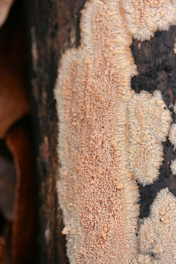 Wrinkled Crust (Phlebia radiata) Growing on a rotting log in a dense mixed forest.<br />
<figure class="photo"><a href="https://www.jungledragon.com/image/71521/wrinkled_crust_phlebia_radiata.html" title="Wrinkled Crust (Phlebia radiata)"><img src="https://s3.amazonaws.com/media.jungledragon.com/images/3231/71521_thumb.jpg?AWSAccessKeyId=05GMT0V3GWVNE7GGM1R2&Expires=1767225610&Signature=QwlLRakFXEHaNV9u8As73JwyeM0%3D" width="102" height="152" alt="Wrinkled Crust (Phlebia radiata) Growing on a rotting log in a dense mixed forest.<br />
https://www.jungledragon.com/image/71522/wrinkled_crust_phlebia_radiata.html<br />
https://www.jungledragon.com/image/71523/wrinkled_crust_phlebia_radiata.html<br />
https://www.jungledragon.com/image/71524/wrinkled_crust_phlebia_radiata.html Geotagged,Phlebia radiata,United States,Winter,Wrinkled crust" /></a></figure><br />
<figure class="photo"><a href="https://www.jungledragon.com/image/71523/wrinkled_crust_phlebia_radiata.html" title="Wrinkled Crust (Phlebia radiata)"><img src="https://s3.amazonaws.com/media.jungledragon.com/images/3231/71523_thumb.jpg?AWSAccessKeyId=05GMT0V3GWVNE7GGM1R2&Expires=1767225610&Signature=z%2FwVTNEfko5F6WbkywfmoRwUjLY%3D" width="102" height="152" alt="Wrinkled Crust (Phlebia radiata) Growing on a rotting log in a dense mixed forest.<br />
https://www.jungledragon.com/image/71521/wrinkled_crust_phlebia_radiata.html<br />
https://www.jungledragon.com/image/71522/wrinkled_crust_phlebia_radiata.html<br />
https://www.jungledragon.com/image/71524/wrinkled_crust_phlebia_radiata.html<br />
 Geotagged,Phlebia radiata,United States,Winter,Wrinkled crust" /></a></figure><br />
<figure class="photo"><a href="https://www.jungledragon.com/image/71524/wrinkled_crust_phlebia_radiata.html" title="Wrinkled Crust (Phlebia radiata)"><img src="https://s3.amazonaws.com/media.jungledragon.com/images/3231/71524_thumb.jpg?AWSAccessKeyId=05GMT0V3GWVNE7GGM1R2&Expires=1767225610&Signature=bL8BWLB3b5Wa1xuX5eKCVM2QHqo%3D" width="102" height="152" alt="Wrinkled Crust (Phlebia radiata) Growing on a rotting log in a dense mixed forest.<br />
https://www.jungledragon.com/image/71521/wrinkled_crust_phlebia_radiata.html<br />
https://www.jungledragon.com/image/71523/wrinkled_crust_phlebia_radiata.html<br />
https://www.jungledragon.com/image/71522/wrinkled_crust_phlebia_radiata.html Geotagged,Phlebia radiata,United States,Winter,Wrinkled crust" /></a></figure> Geotagged,Phlebia radiata,United States,Winter,Wrinkled crust