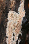 Wrinkled Crust (Phlebia radiata) Growing on a rotting log in a dense mixed forest.<br />
https://www.jungledragon.com/image/71521/wrinkled_crust_phlebia_radiata.html<br />
https://www.jungledragon.com/image/71522/wrinkled_crust_phlebia_radiata.html<br />
https://www.jungledragon.com/image/71524/wrinkled_crust_phlebia_radiata.html<br />
Geotagged,Phlebia radiata,United States,Winter,Wrinkled crust
