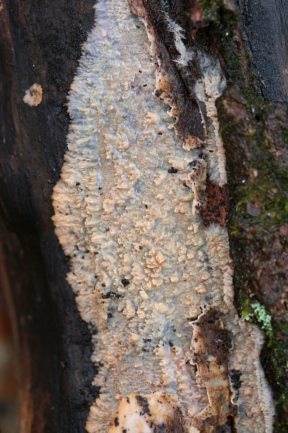 Wrinkled Crust (Phlebia radiata) Growing on a rotting log in a dense mixed forest.<br />
<figure class="photo"><a href="https://www.jungledragon.com/image/71521/wrinkled_crust_phlebia_radiata.html" title="Wrinkled Crust (Phlebia radiata)"><img src="https://s3.amazonaws.com/media.jungledragon.com/images/3231/71521_thumb.jpg?AWSAccessKeyId=05GMT0V3GWVNE7GGM1R2&Expires=1767225610&Signature=QwlLRakFXEHaNV9u8As73JwyeM0%3D" width="102" height="152" alt="Wrinkled Crust (Phlebia radiata) Growing on a rotting log in a dense mixed forest.<br />
https://www.jungledragon.com/image/71522/wrinkled_crust_phlebia_radiata.html<br />
https://www.jungledragon.com/image/71523/wrinkled_crust_phlebia_radiata.html<br />
https://www.jungledragon.com/image/71524/wrinkled_crust_phlebia_radiata.html Geotagged,Phlebia radiata,United States,Winter,Wrinkled crust" /></a></figure><br />
<figure class="photo"><a href="https://www.jungledragon.com/image/71523/wrinkled_crust_phlebia_radiata.html" title="Wrinkled Crust (Phlebia radiata)"><img src="https://s3.amazonaws.com/media.jungledragon.com/images/3231/71523_thumb.jpg?AWSAccessKeyId=05GMT0V3GWVNE7GGM1R2&Expires=1767225610&Signature=z%2FwVTNEfko5F6WbkywfmoRwUjLY%3D" width="102" height="152" alt="Wrinkled Crust (Phlebia radiata) Growing on a rotting log in a dense mixed forest.<br />
https://www.jungledragon.com/image/71521/wrinkled_crust_phlebia_radiata.html<br />
https://www.jungledragon.com/image/71522/wrinkled_crust_phlebia_radiata.html<br />
https://www.jungledragon.com/image/71524/wrinkled_crust_phlebia_radiata.html<br />
 Geotagged,Phlebia radiata,United States,Winter,Wrinkled crust" /></a></figure><br />
<figure class="photo"><a href="https://www.jungledragon.com/image/71522/wrinkled_crust_phlebia_radiata.html" title="Wrinkled Crust (Phlebia radiata)"><img src="https://s3.amazonaws.com/media.jungledragon.com/images/3231/71522_thumb.jpg?AWSAccessKeyId=05GMT0V3GWVNE7GGM1R2&Expires=1767225610&Signature=hY%2Fgx%2FzfAwVs0UpOVPhcXAqjAe0%3D" width="102" height="152" alt="Wrinkled Crust (Phlebia radiata) Growing on a rotting log in a dense mixed forest.<br />
https://www.jungledragon.com/image/71521/wrinkled_crust_phlebia_radiata.html<br />
https://www.jungledragon.com/image/71523/wrinkled_crust_phlebia_radiata.html<br />
https://www.jungledragon.com/image/71524/wrinkled_crust_phlebia_radiata.html Geotagged,Phlebia radiata,United States,Winter,Wrinkled crust" /></a></figure> Geotagged,Phlebia radiata,United States,Winter,Wrinkled crust