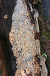 Wrinkled Crust (Phlebia radiata) Growing on a rotting log in a dense mixed forest.<br />
https://www.jungledragon.com/image/71521/wrinkled_crust_phlebia_radiata.html<br />
https://www.jungledragon.com/image/71523/wrinkled_crust_phlebia_radiata.html<br />
https://www.jungledragon.com/image/71522/wrinkled_crust_phlebia_radiata.html Geotagged,Phlebia radiata,United States,Winter,Wrinkled crust