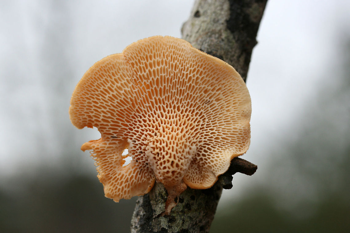 Hexagonal-pored Polypore (Neofavolus alveolaris) Growing on a hardwood branch at the edge of a dense mixed forest.<br />
<figure class="photo"><a href="https://www.jungledragon.com/image/71551/hexagonal-pored_polypore_neofavolus_alveolaris.html" title="Hexagonal-pored Polypore (Neofavolus alveolaris)"><img src="https://s3.amazonaws.com/media.jungledragon.com/images/3231/71551_thumb.jpg?AWSAccessKeyId=05GMT0V3GWVNE7GGM1R2&Expires=1759968010&Signature=%2BfOt62KwMSV%2Fz0PTEkhVGXbl2M8%3D" width="200" height="134" alt="Hexagonal-pored Polypore (Neofavolus alveolaris) Growing on a hardwood branch at the edge of a dense mixed forest.<br />
https://www.jungledragon.com/image/71549/hexagonal-pored_polypore_neofavolus_alveolaris.html<br />
https://www.jungledragon.com/image/71550/hexagonal-pored_polypore_neofavolus_alveolaris.html Geotagged,Neofavolus alveolaris,United States,Winter" /></a></figure><br />
<figure class="photo"><a href="https://www.jungledragon.com/image/71550/hexagonal-pored_polypore_neofavolus_alveolaris.html" title="Hexagonal-pored Polypore (Neofavolus alveolaris)"><img src="https://s3.amazonaws.com/media.jungledragon.com/images/3231/71550_thumb.jpg?AWSAccessKeyId=05GMT0V3GWVNE7GGM1R2&Expires=1759968010&Signature=PW0RyyypkjGfuQm6kD0rORXBCBw%3D" width="200" height="134" alt="Hexagonal-pored Polypore (Neofavolus alveolaris) Growing on a hardwood branch at the edge of a dense mixed forest.<br />
https://www.jungledragon.com/image/71551/hexagonal-pored_polypore_neofavolus_alveolaris.html<br />
https://www.jungledragon.com/image/71549/hexagonal-pored_polypore_neofavolus_alveolaris.html Geotagged,Neofavolus alveolaris,United States,Winter" /></a></figure> Geotagged,Neofavolus alveolaris,United States,Winter