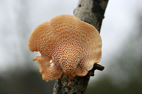 Hexagonal-pored Polypore (Neofavolus alveolaris) Growing on a hardwood branch at the edge of a dense mixed forest.
https://www.jungledragon.com/image/71551/hexagonal-pored_polypore_neofavolus_alveolaris.html
https://www.jungledragon.com/image/71550/hexagonal-pored_polypore_neofavolus_alveolaris.html Geotagged,Neofavolus alveolaris,United States,Winter