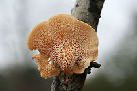 Hexagonal-pored Polypore (Neofavolus alveolaris) Growing on a hardwood branch at the edge of a dense mixed forest.<br />
https://www.jungledragon.com/image/71551/hexagonal-pored_polypore_neofavolus_alveolaris.html<br />
https://www.jungledragon.com/image/71550/hexagonal-pored_polypore_neofavolus_alveolaris.html Geotagged,Neofavolus alveolaris,United States,Winter