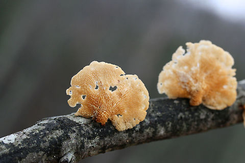 Hexagonal-pored Polypore (Neofavolus alveolaris) Growing on a hardwood branch at the edge of a dense mixed forest.
https://www.jungledragon.com/image/71551/hexagonal-pored_polypore_neofavolus_alveolaris.html
https://www.jungledragon.com/image/71549/hexagonal-pored_polypore_neofavolus_alveolaris.html Geotagged,Neofavolus alveolaris,United States,Winter