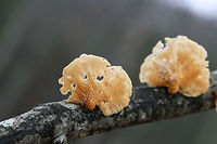Hexagonal-pored Polypore (Neofavolus alveolaris) Growing on a hardwood branch at the edge of a dense mixed forest.<br />
https://www.jungledragon.com/image/71551/hexagonal-pored_polypore_neofavolus_alveolaris.html<br />
https://www.jungledragon.com/image/71549/hexagonal-pored_polypore_neofavolus_alveolaris.html Geotagged,Neofavolus alveolaris,United States,Winter